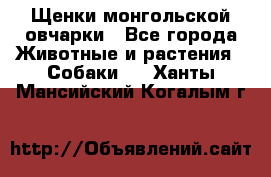 Щенки монгольской овчарки - Все города Животные и растения » Собаки   . Ханты-Мансийский,Когалым г.